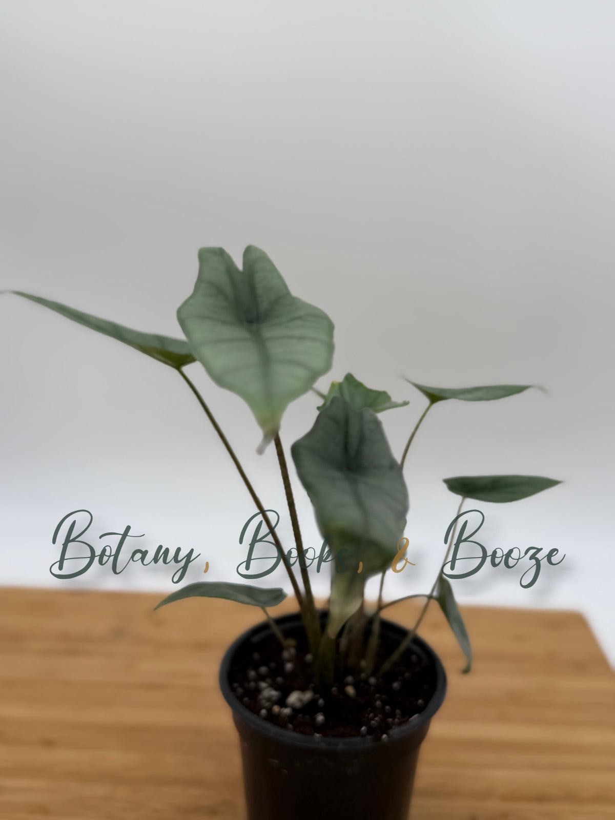 Alocasia heterophylla
