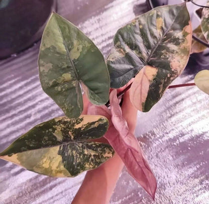 Alocasia Yucatán Princess Variegated Aurea