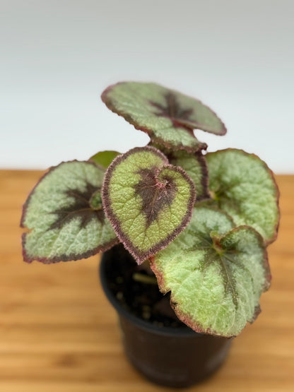 Begonia rex Escargot