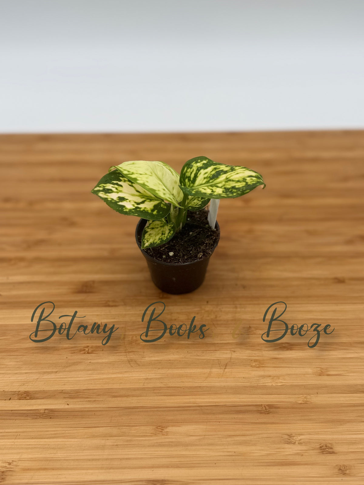Aglaonema White Ruyi