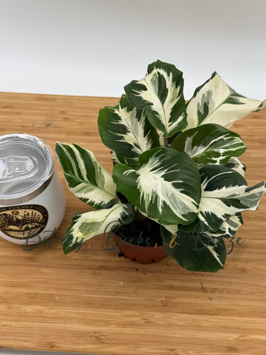 Calathea Stella
