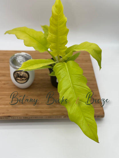 Philodendron 'Golden Crocodile'