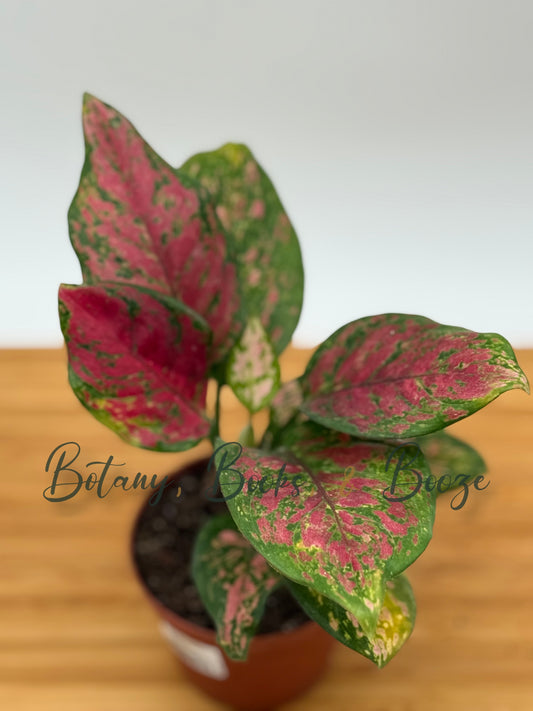 Aglaonema Lucky Red