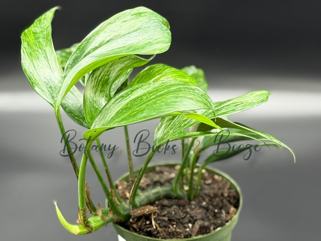 Rhaphidophora decursiva Variegated (Dragon's Tale Var.)