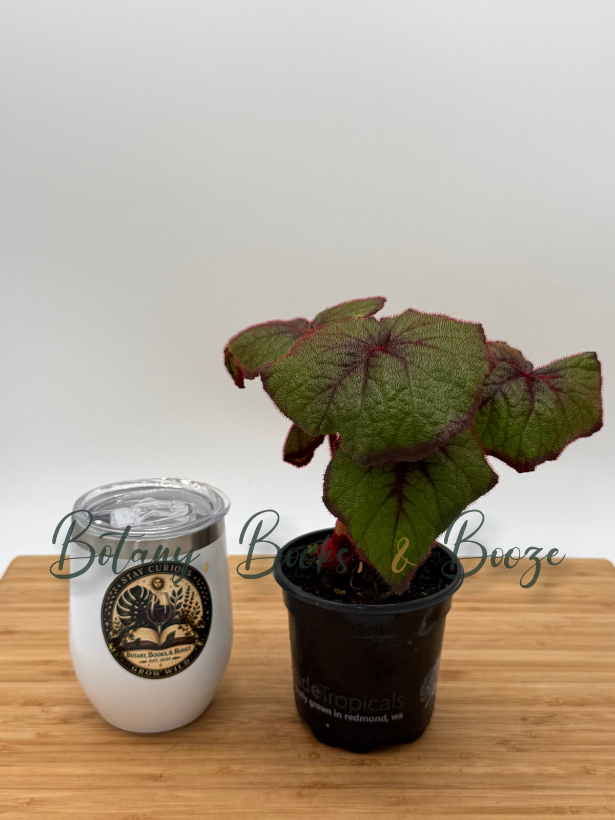 Begonia Curly Fireflush