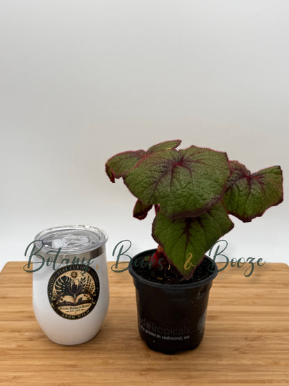 Begonia Curly Fireflush