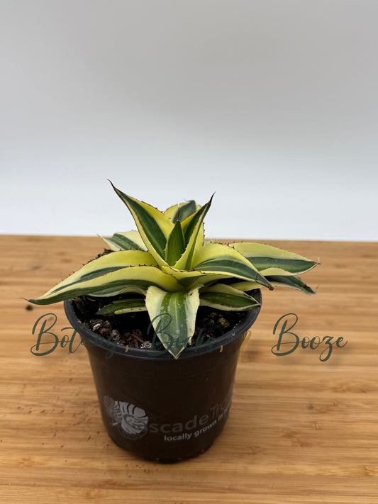 Agave lophantha Superwhite