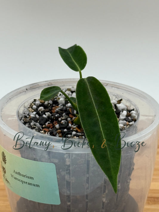 Anthurium Warocqueanum