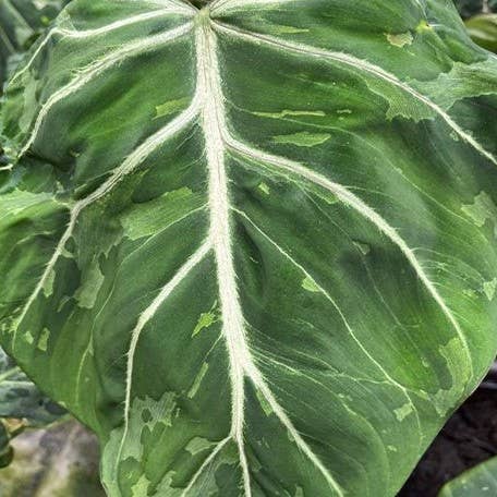 Philodendron gloriosum ES Variegated 'Snow Leopard'