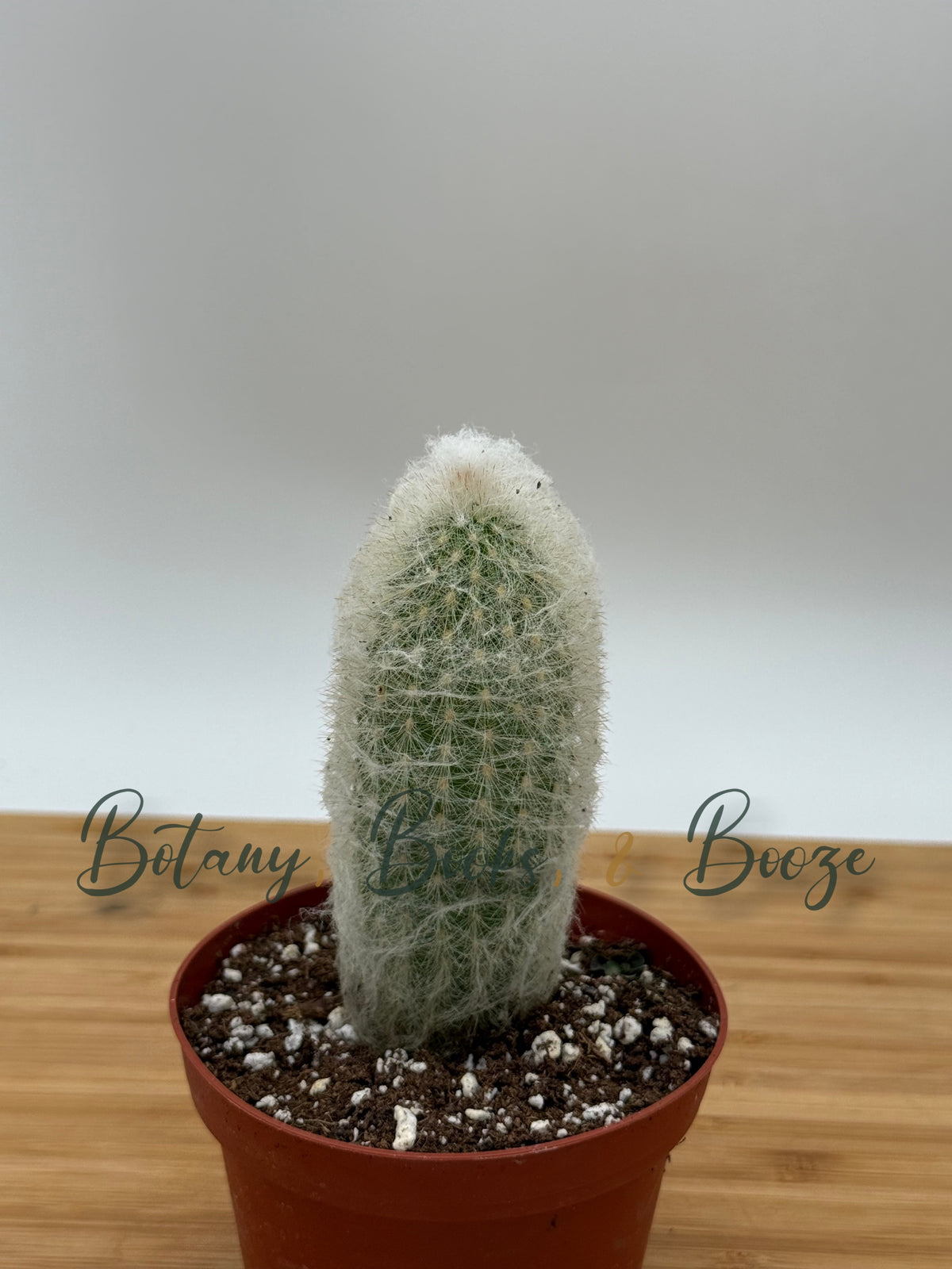 Cephalocereus senilis Old Man Cactus