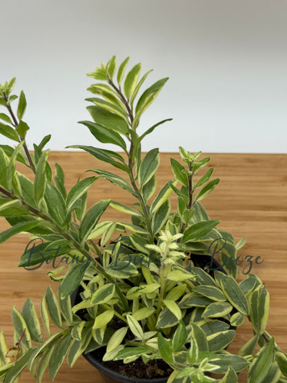 Aeschynanthus 'Bolero Bicolore'