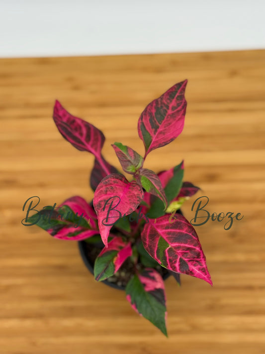 Alternanthera ficoidea Party Time
