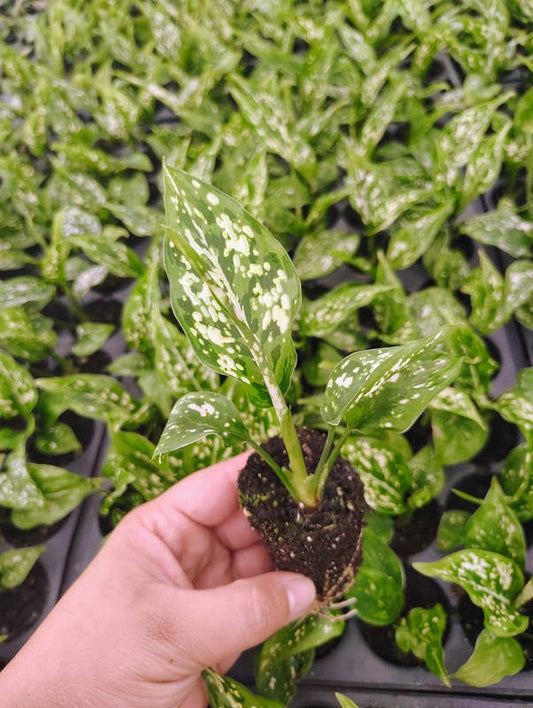 Aglaonema Variegated Snowflake