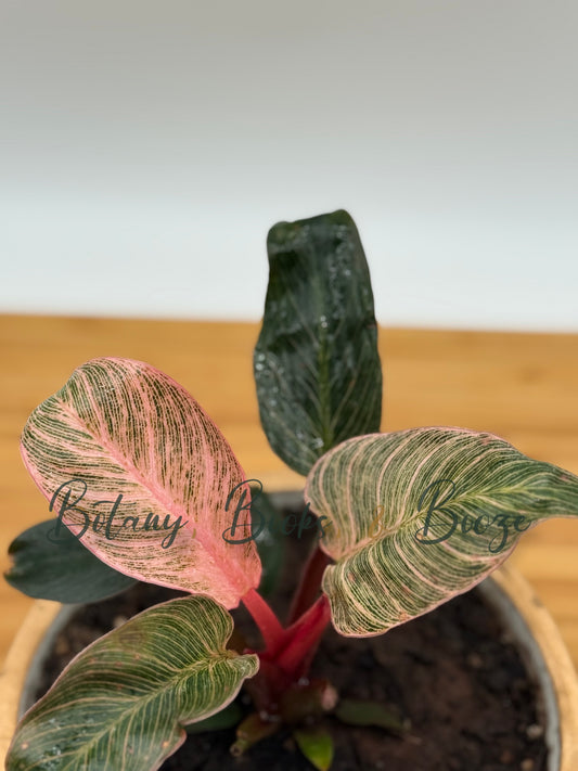 Philodendron Pink Birkin AKA Pink Bikini