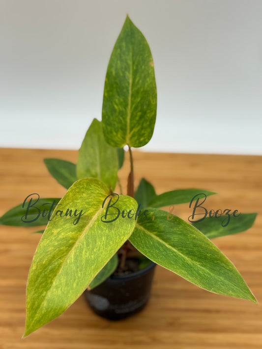 Philodendron Painted Lady