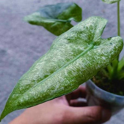 Alocasia micholitziana Variegated Mint
