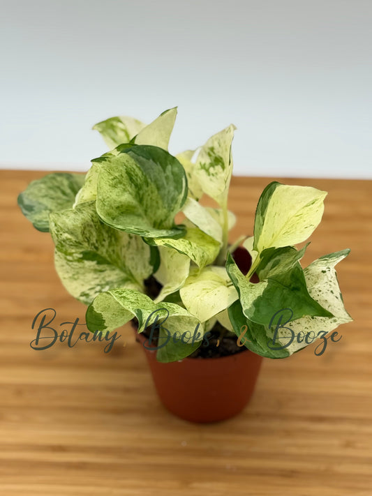 Epipremnum aur. Manjula - Pothos