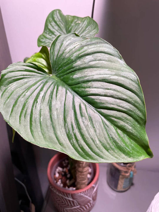 Philodendron Plowmanii