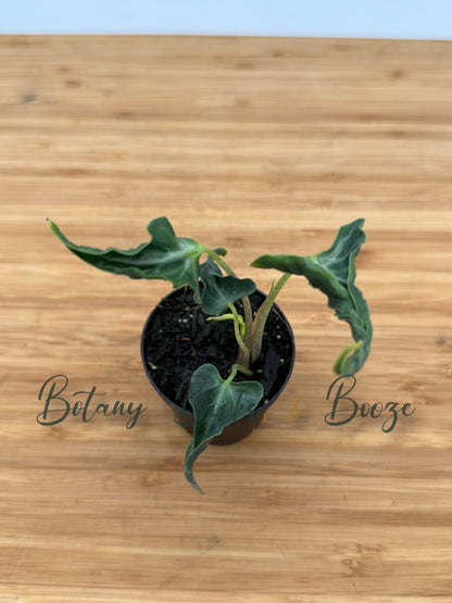 Alocasia Loco