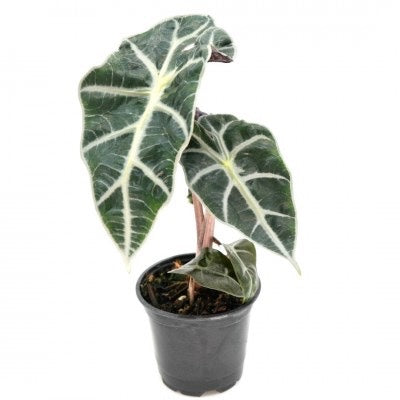Alocasia amazonica Polly