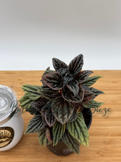 Peperomia caperata 'Montevideo'