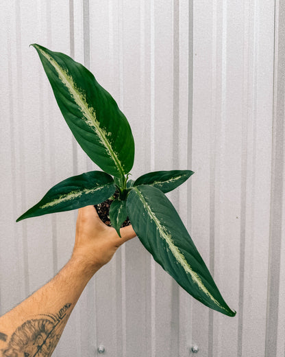 Dieffenbachia 'Panther'