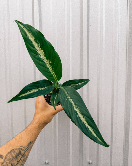 Dieffenbachia 'Panther'
