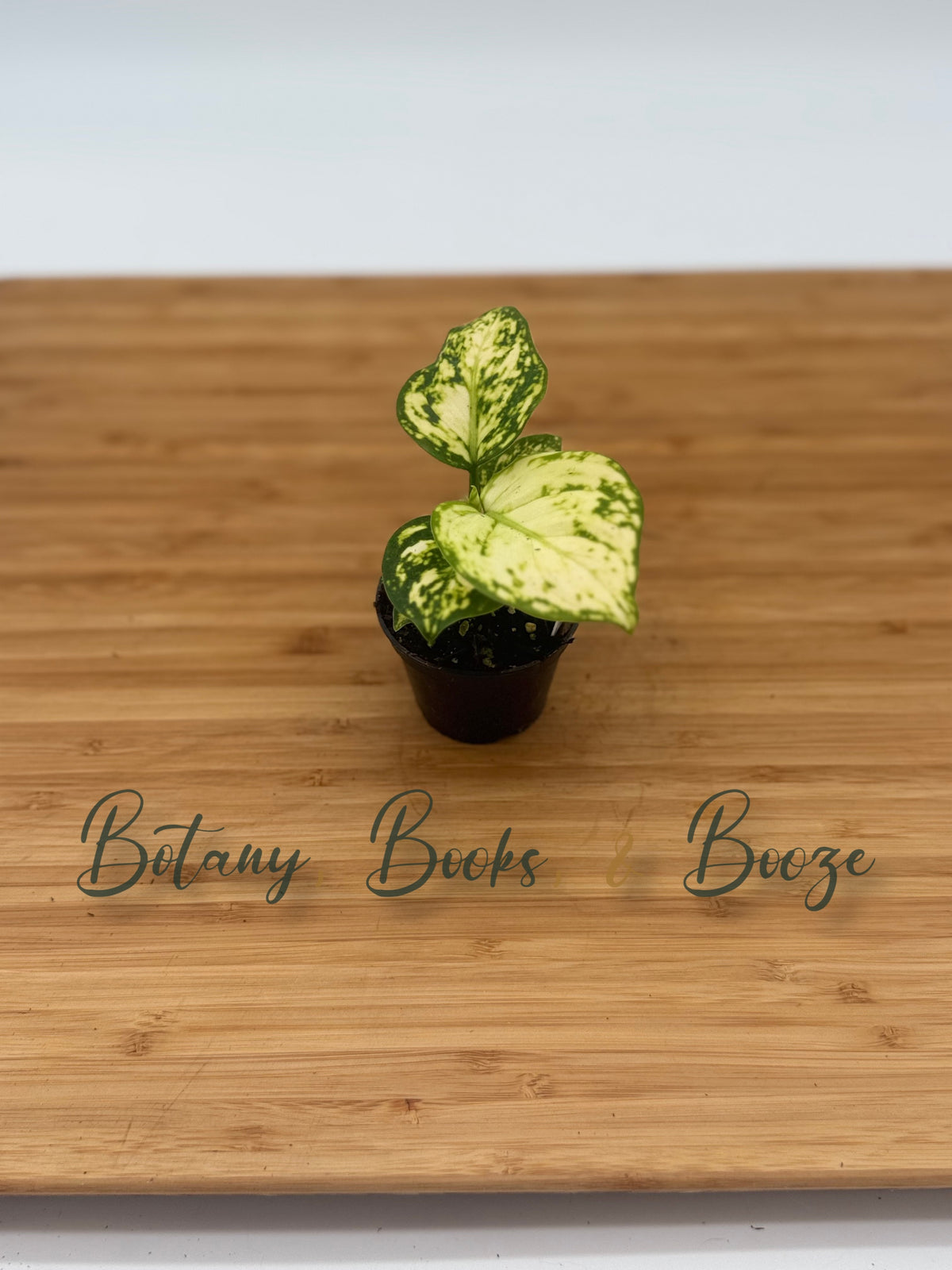 Aglaonema White Ruyi