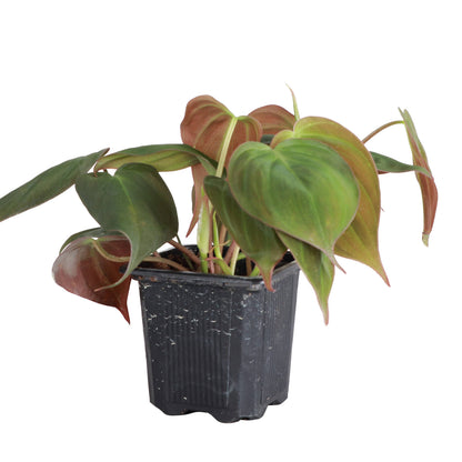 Philodendron Micans