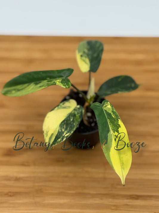 Philodendron domesticum Mango Shake