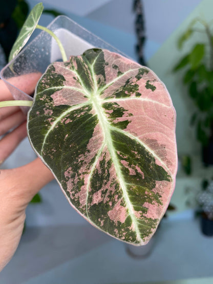 Alocasia reginula Black Velvet Pink variegated