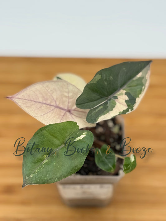 Alocasia Yucatán Princess Variegated Aurea