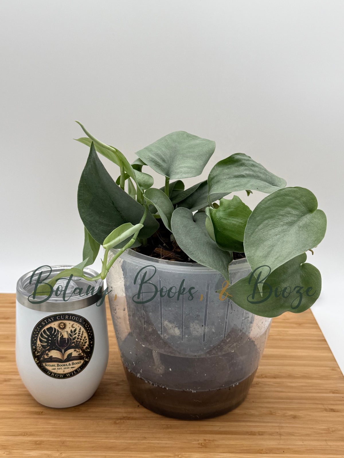 Scindapsus Pictus 'Platinum'