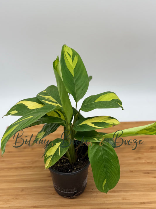 Ctenanthe pilosa Golden Mosaic