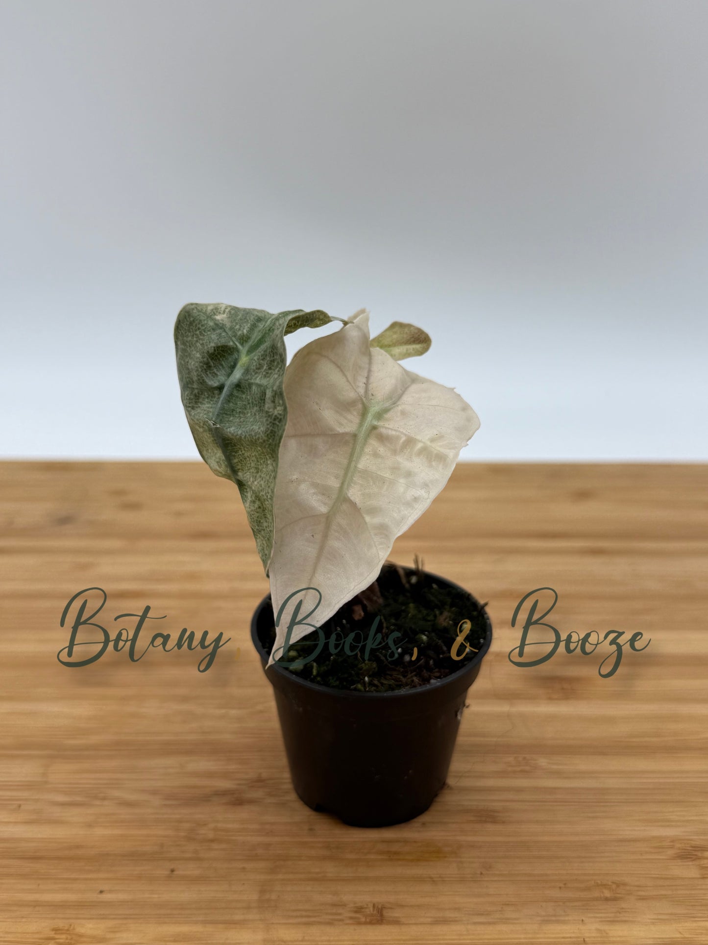 Alocasia amazonica Pink Mint