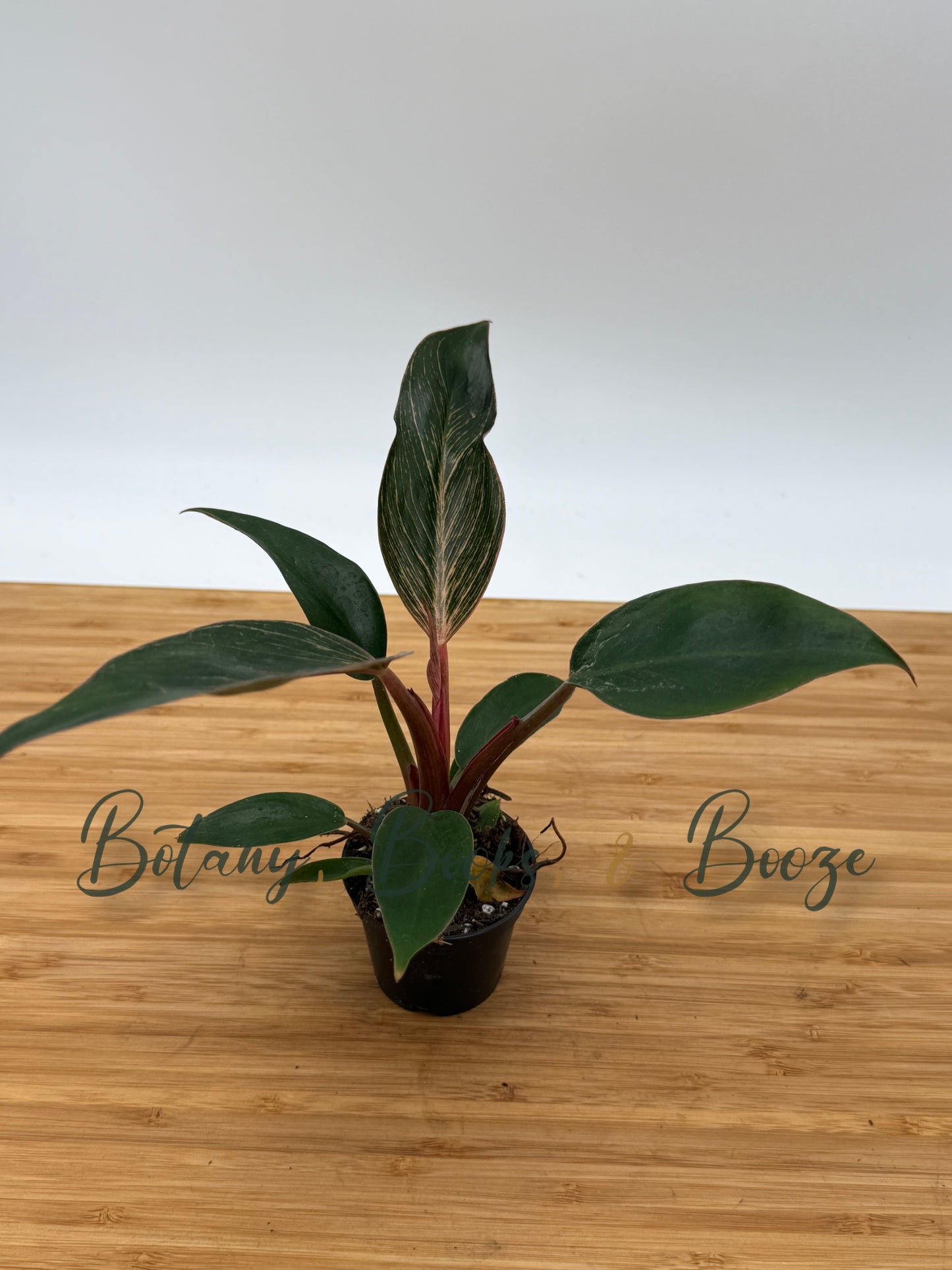 Philodendron Pink Birkin AKA Pink Bikini