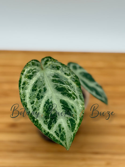 Anthurium Silver Blush Mint