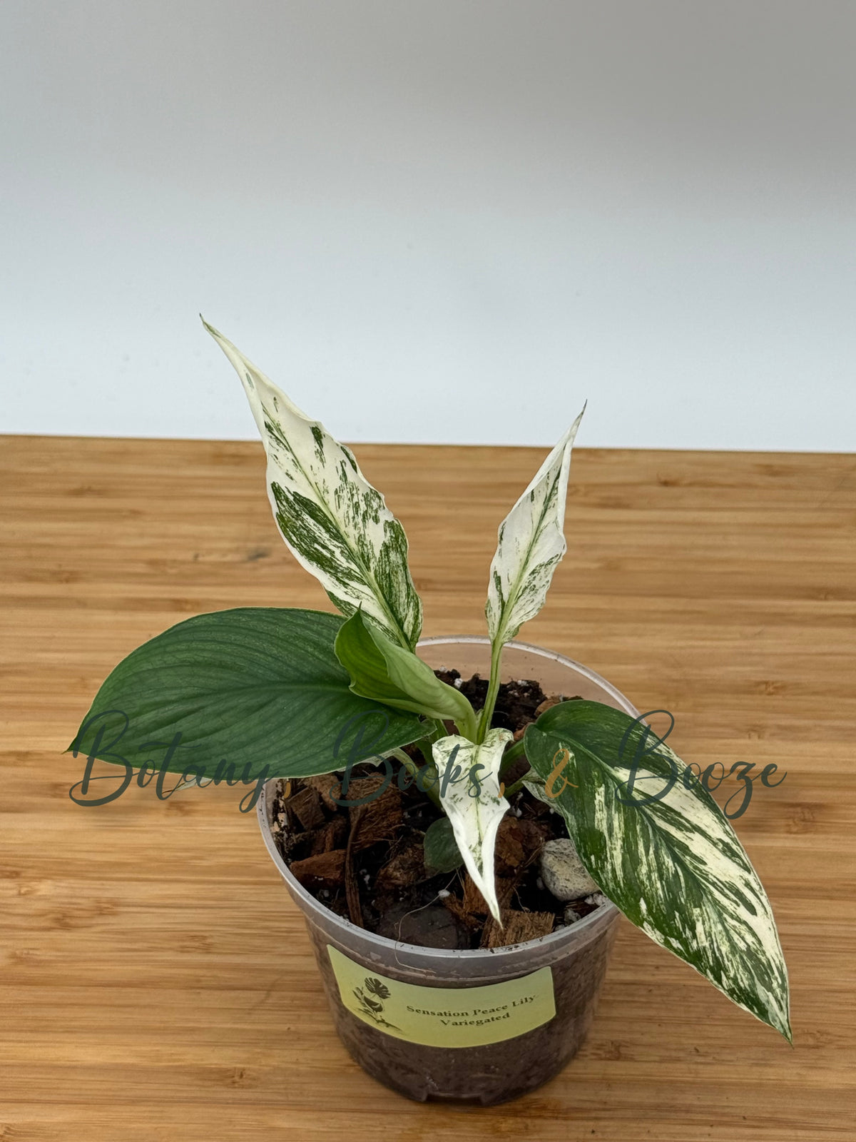 Spathiphyllum 'Sensation' (Peace Lily) - Heavily Variegated