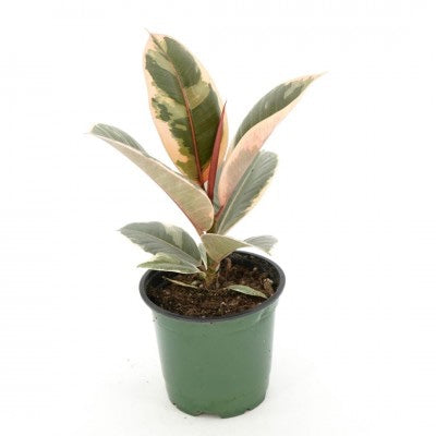 Ficus elastica Tineke