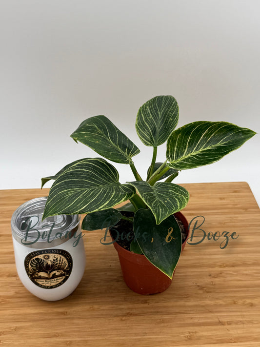 Philodendron Birkin