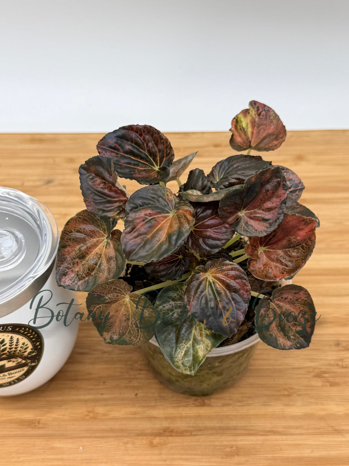 Peperomia 'Carnival'