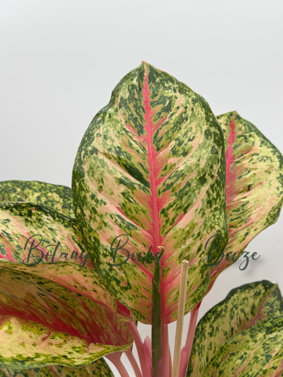 Aglaonema 10 Karat