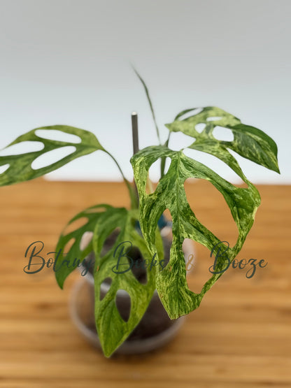 Monstera adansonii Mint