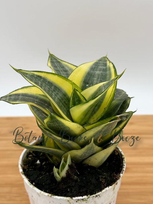 Sansevieria hahnii 'Gold Star'