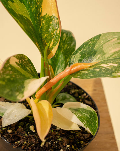 Philodendron Green Congo 'Copper Flame' Variegated