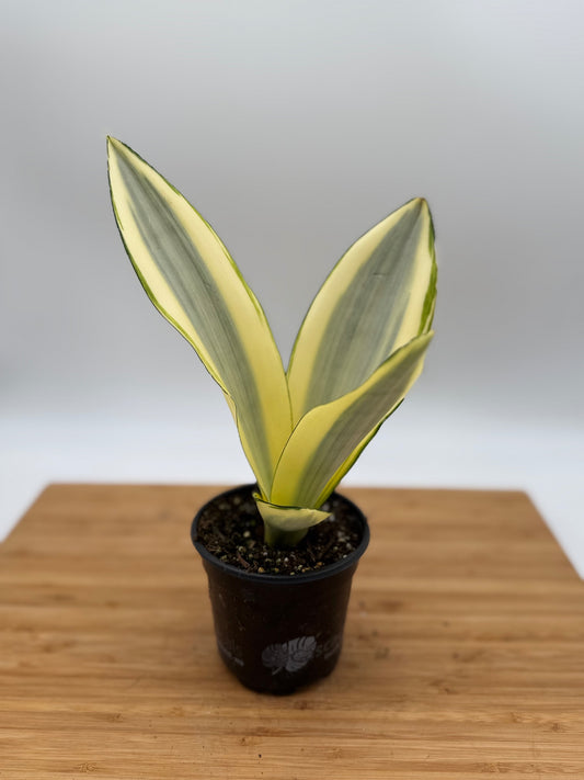 Sansevieria trifasciata 'Ghost' Snake Plant