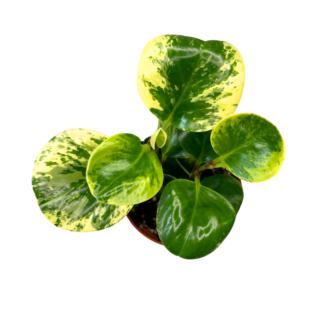 Peperomia Obtusifolia Marble