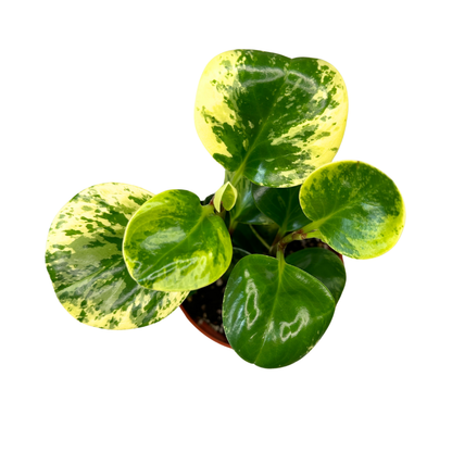Peperomia Obtusifolia Marble
