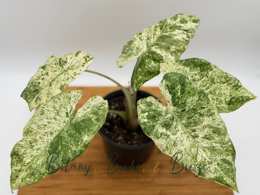 Alocasia odora Batik (Blizzard)