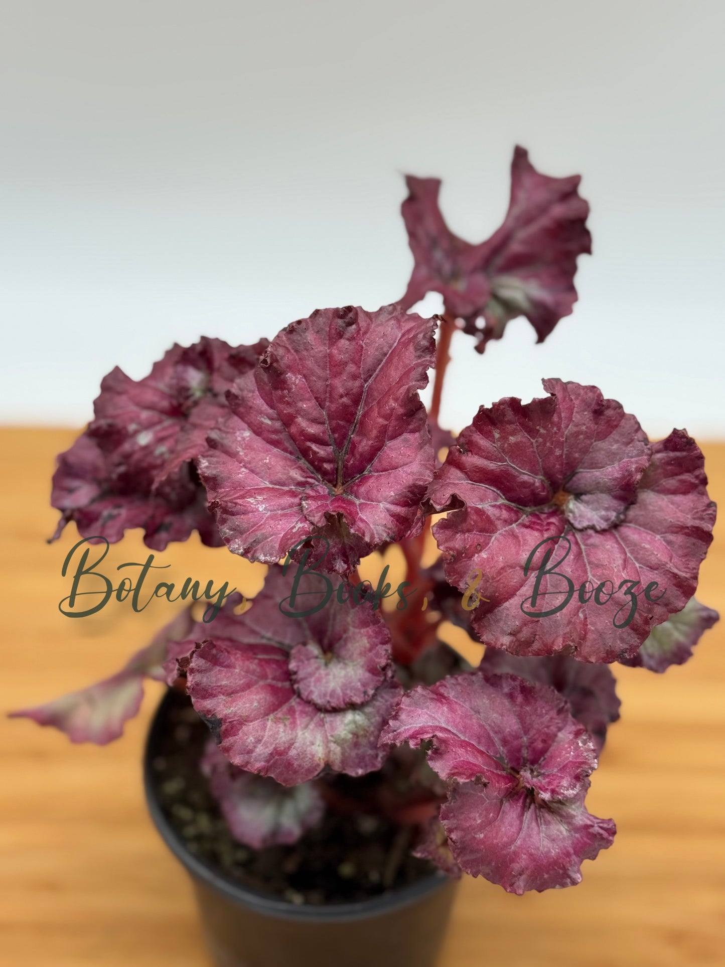 Begonia Rex Cultivars